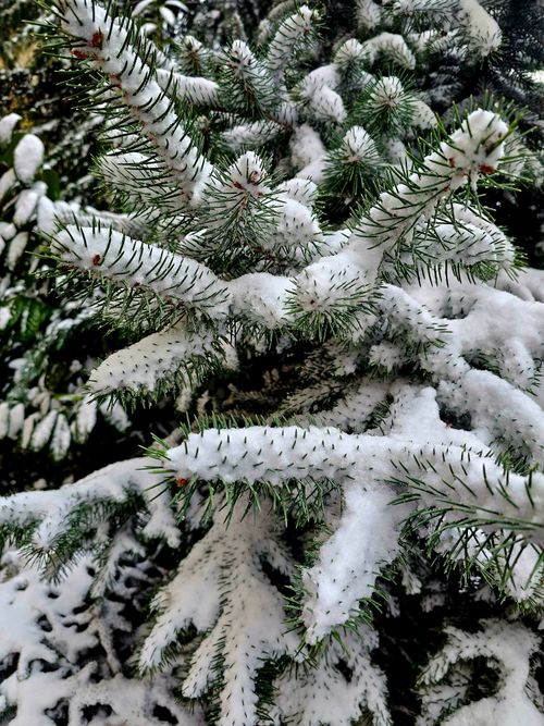 Free Close-up of evergreen branches covered in fresh snow, capturing the essence of winter. Stock Photo