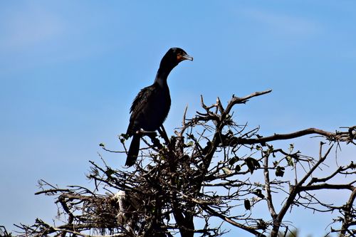 Free Anhinga bird resting on a tree branch against a clear blue sky in Florida. Stock Photo