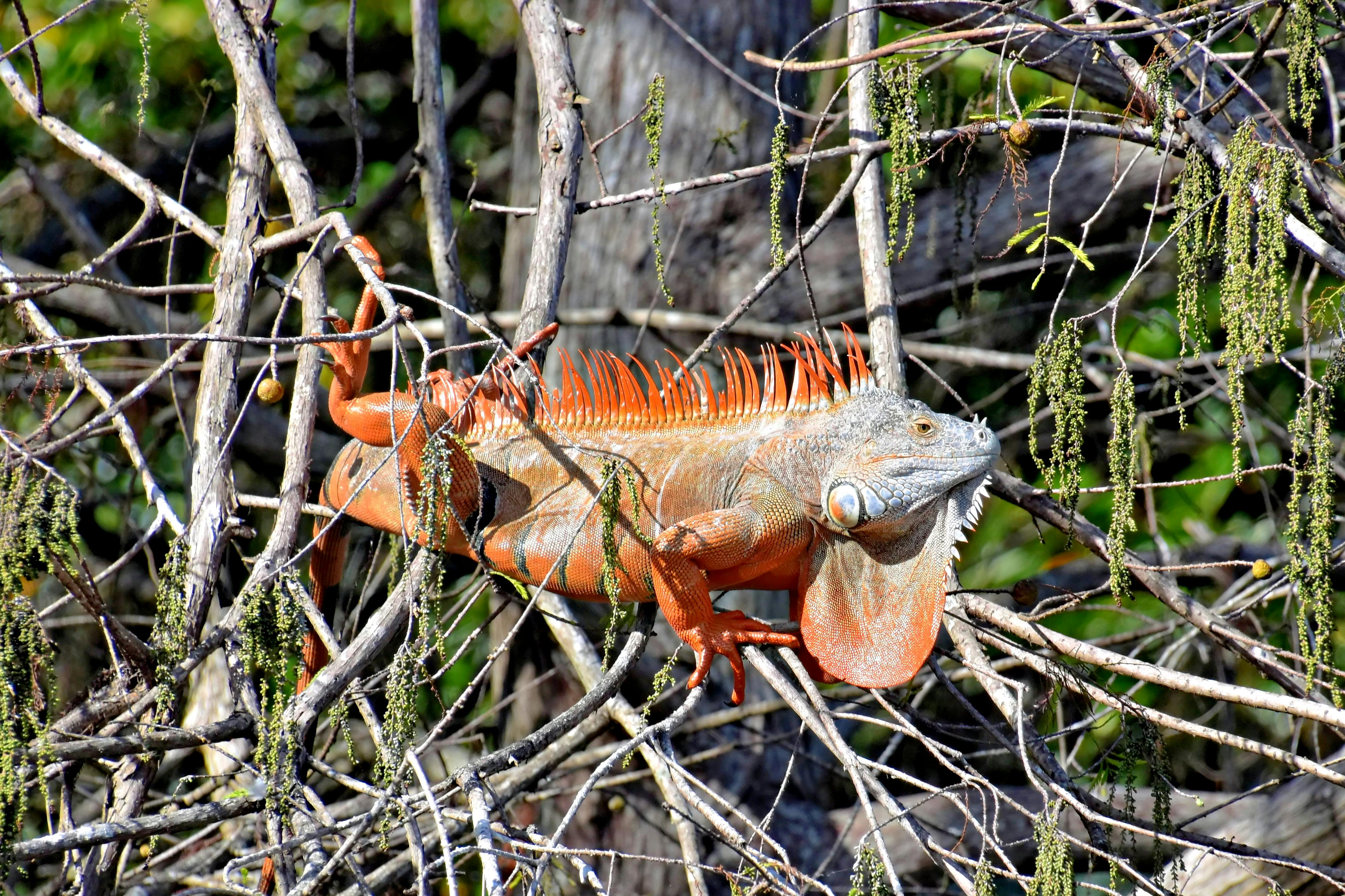 A vibrant green iguana rests among tree branches in Boynton Beach, Florida.