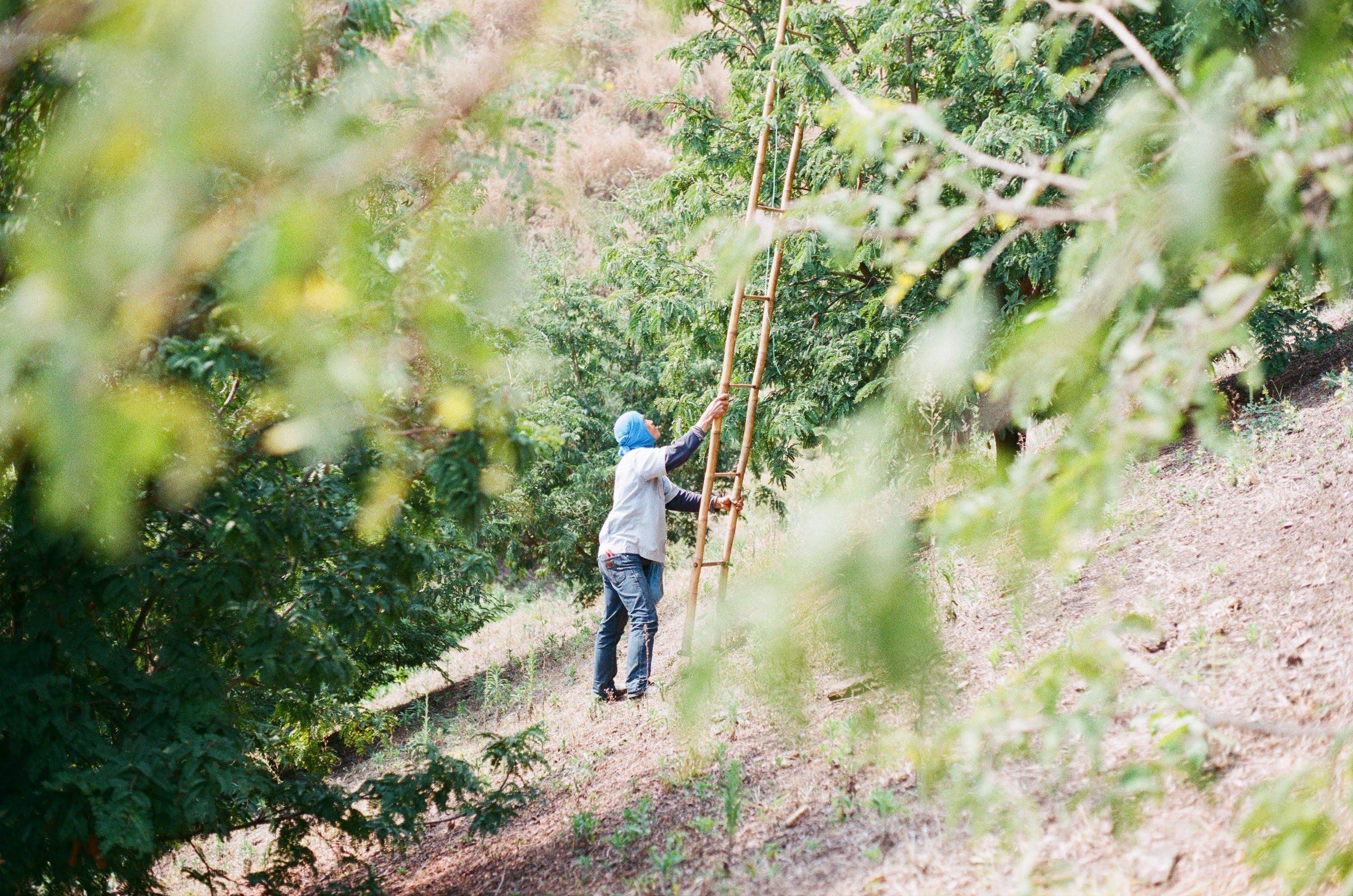 A rural farmer managing trees with a ladder in a lush orchard setting.