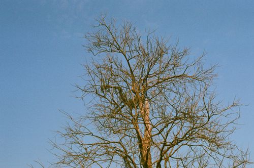 Free A leafless tree set against a clear blue sky captured during daytime. Stock Photo