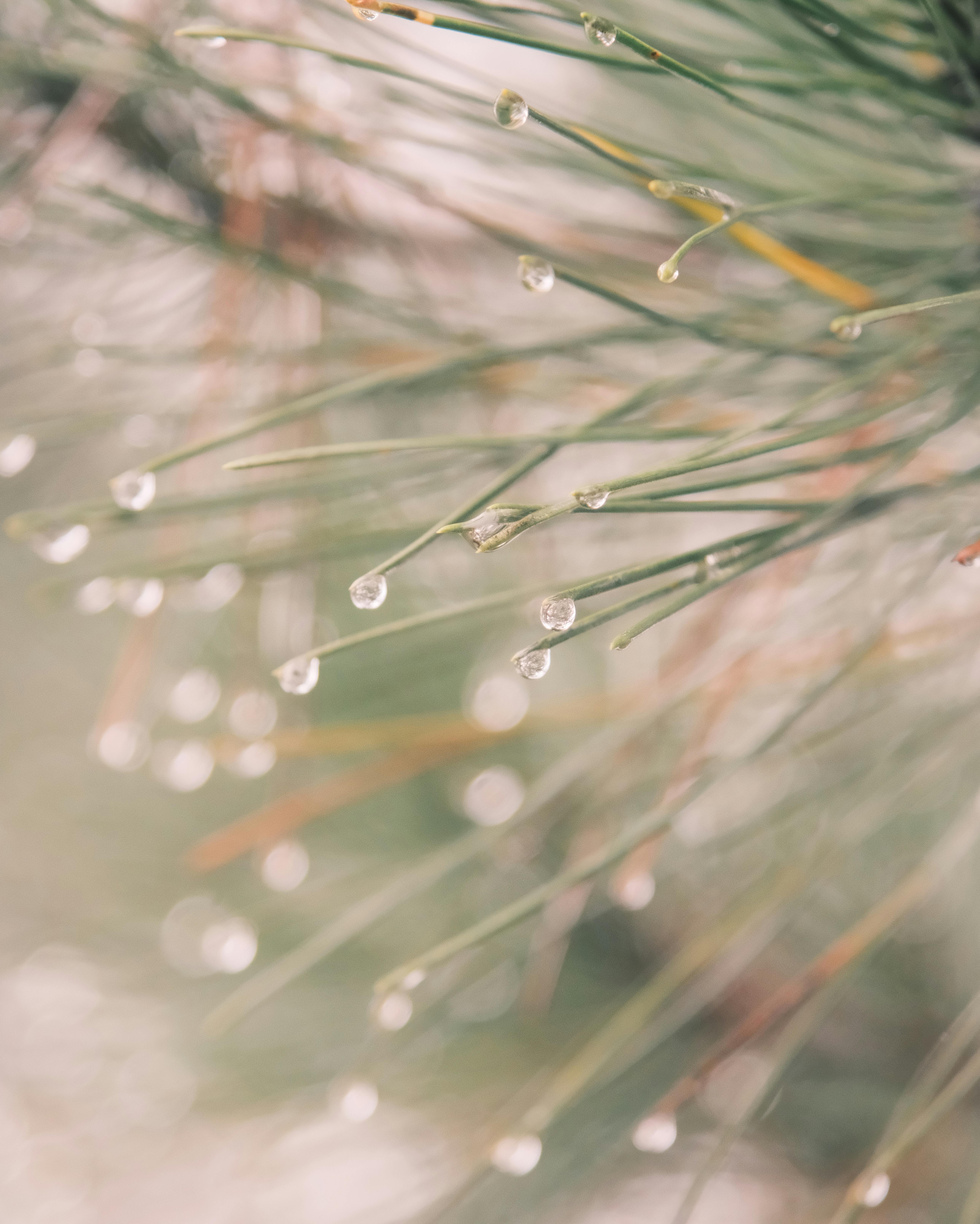 A serene close-up of dew drops on pine needles, highlighting nature's delicate details.