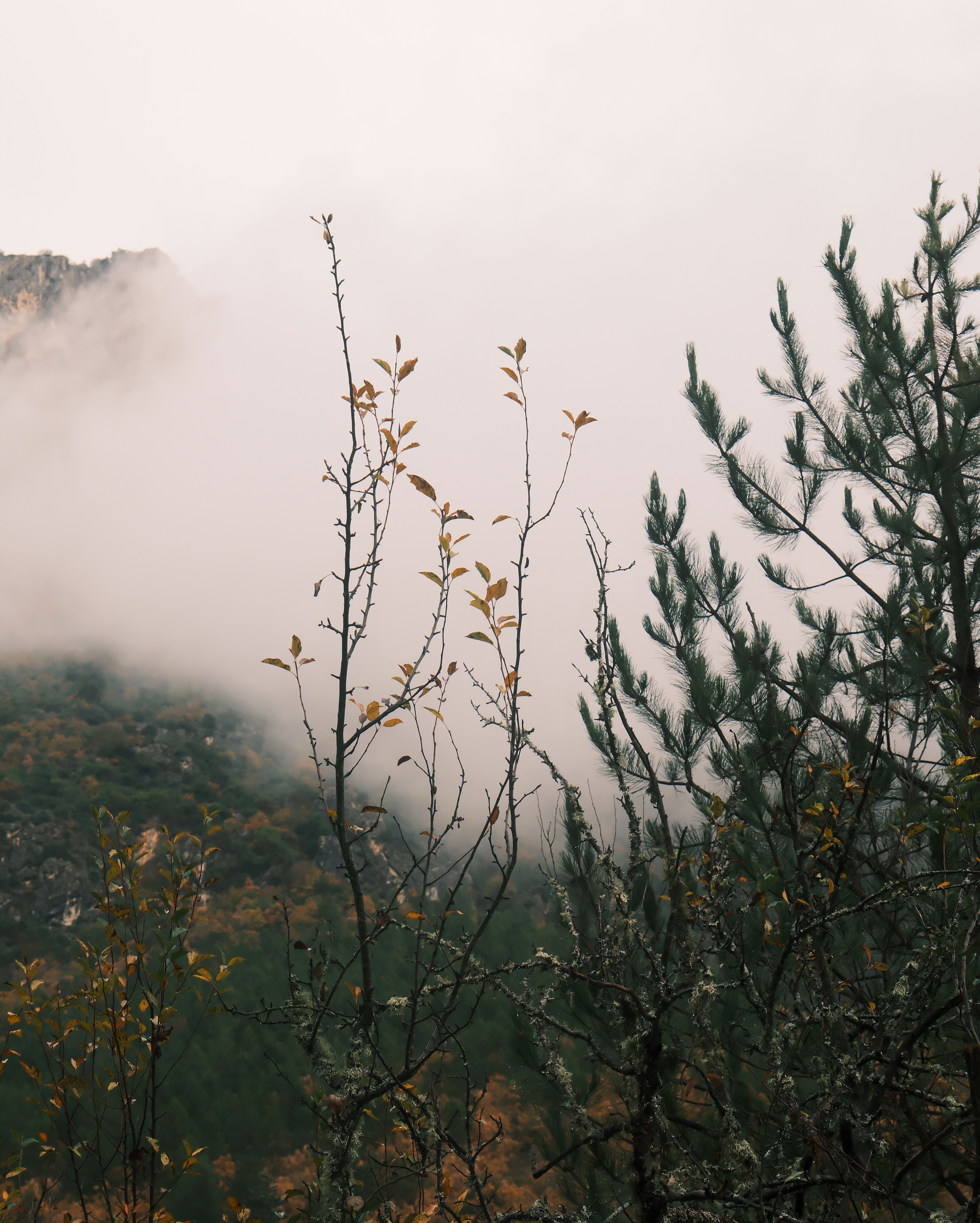 Foggy Mountain Landscape with Autumn Foliage · Free Stock Photo