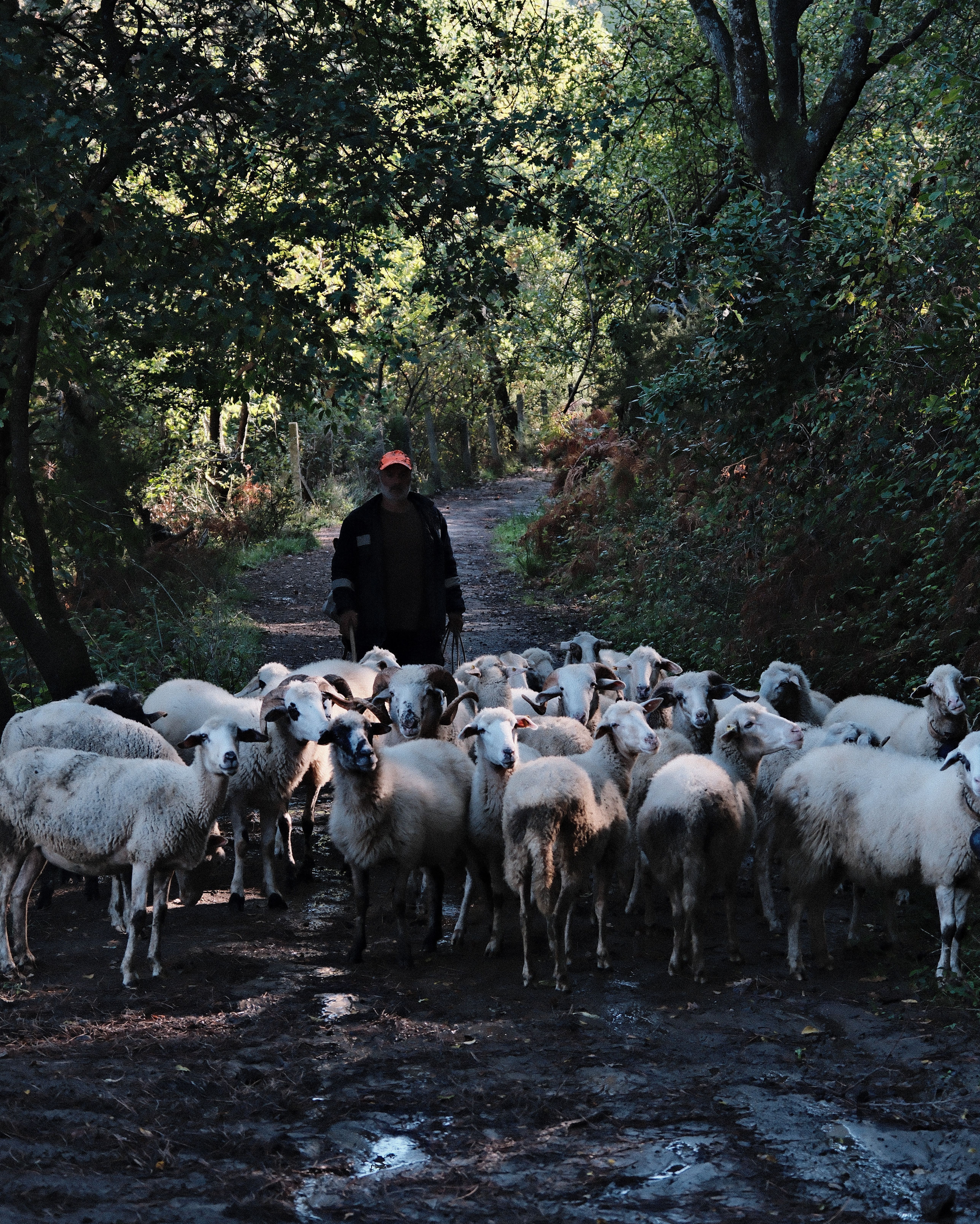 Shepherd Leading Sheep Through Forest Path · Free Stock Photo
