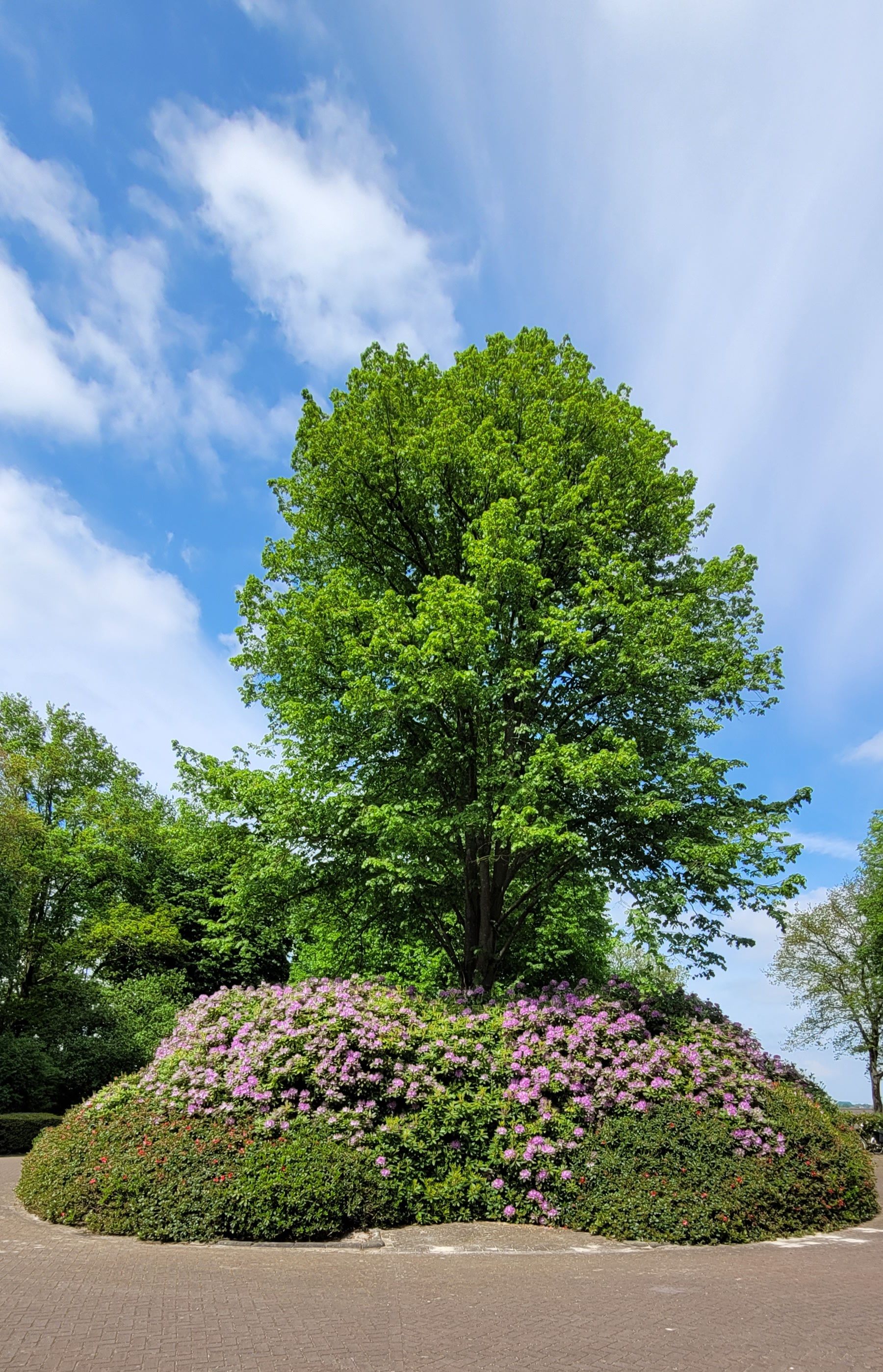 Lush Tree with Vibrant Purple Blossoms Under Blue Sky · Free Stock Photo
