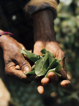 Detailed image of hands holding fresh tea leaves, capturing Sri Lankan agriculture.
