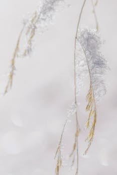 Close-up of snow-covered grasses in winter, capturing the essence of nature's beauty.
