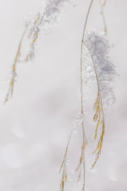 Close-up of snow-covered grasses in winter, capturing the essence of nature's beauty.