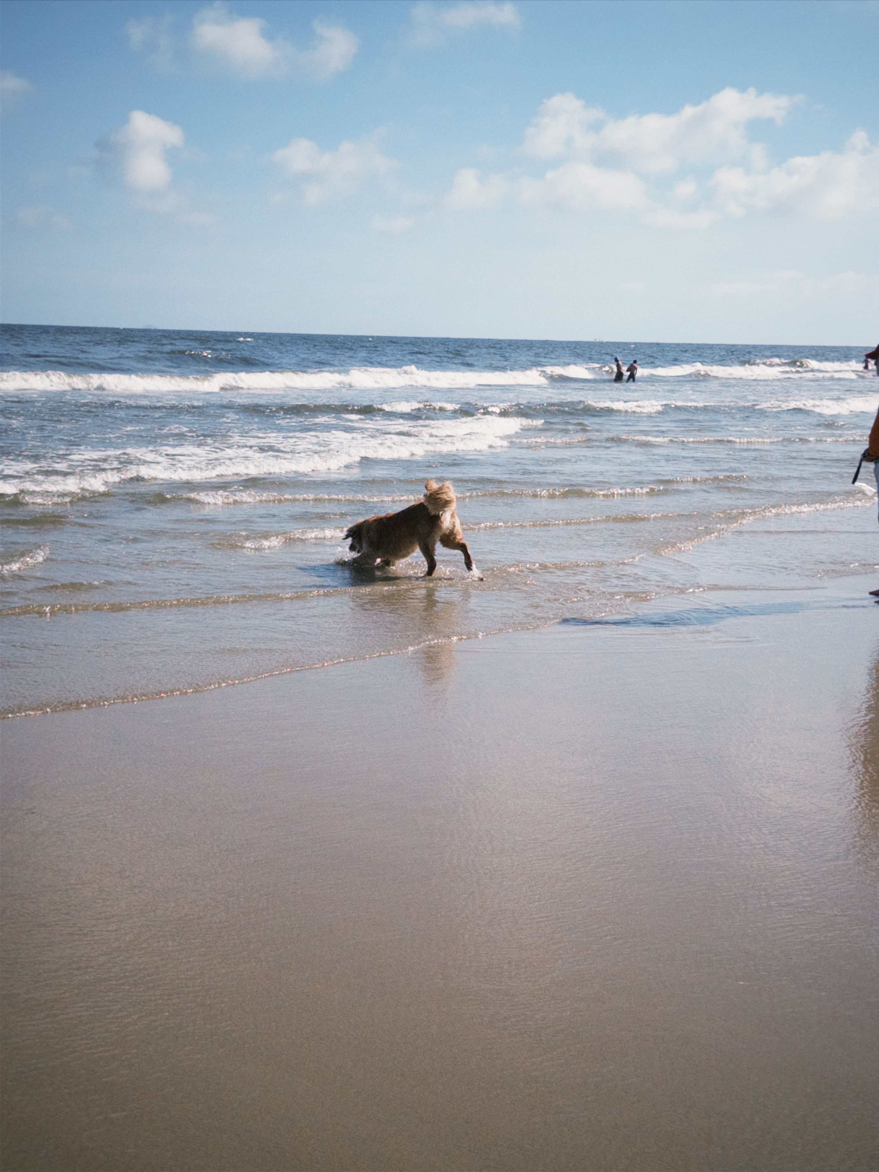Playful Dog Enjoying a Sunny Beach Day · Free Stock Photo