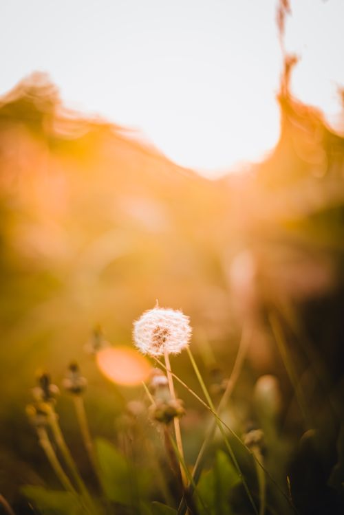 Free Close-up of a dandelion in a warm, serene sunset, evoking tranquility. Stock Photo