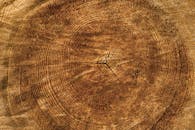 Brown Tree Log