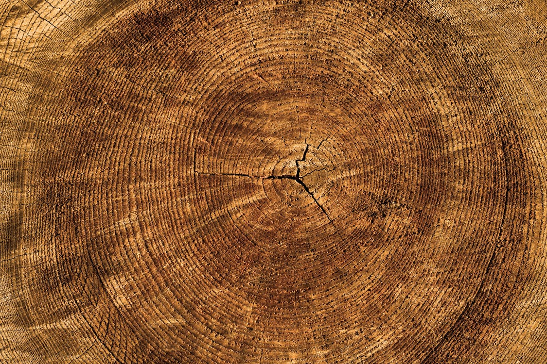 Free Brown Tree Log Stock Photo