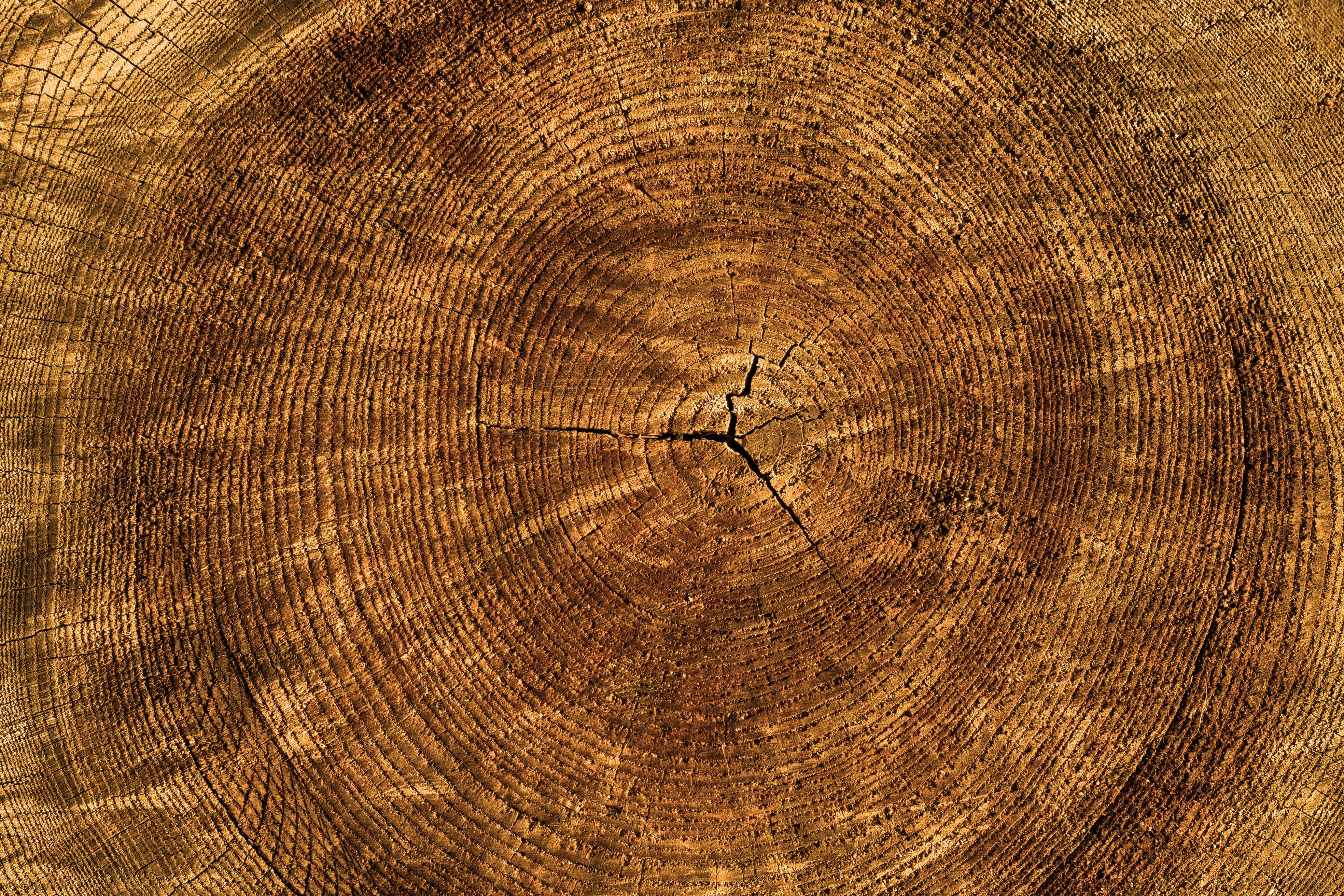 Wood Texture Photos, Download The BEST Free Wood Texture Stock