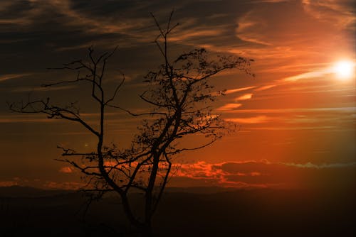 Tree at Golden Hour Silhouette Photography