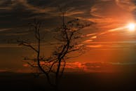 一棵树的剪影映衬着鲜艳的日落天空，展现出戏剧性的自然美