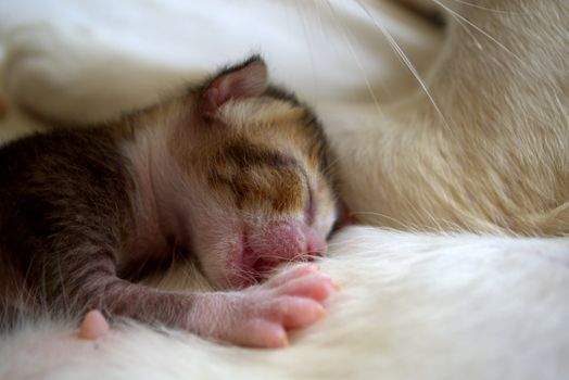 Ottawa Readers, Take Note: OPP Cruiser Becomes Shelter for Mother Cat and Kittens