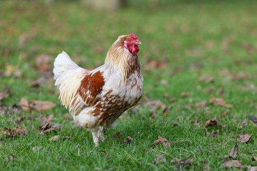 Free A vibrant rooster with red comb and white feathers standing in a grassy field during autumn. Stock Photo