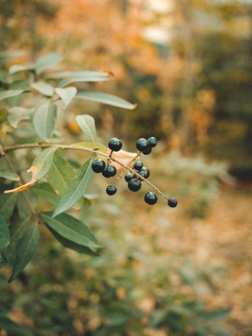 Free Macro shot of black berries on a branch with autumn leaves in the background. Stock Photo