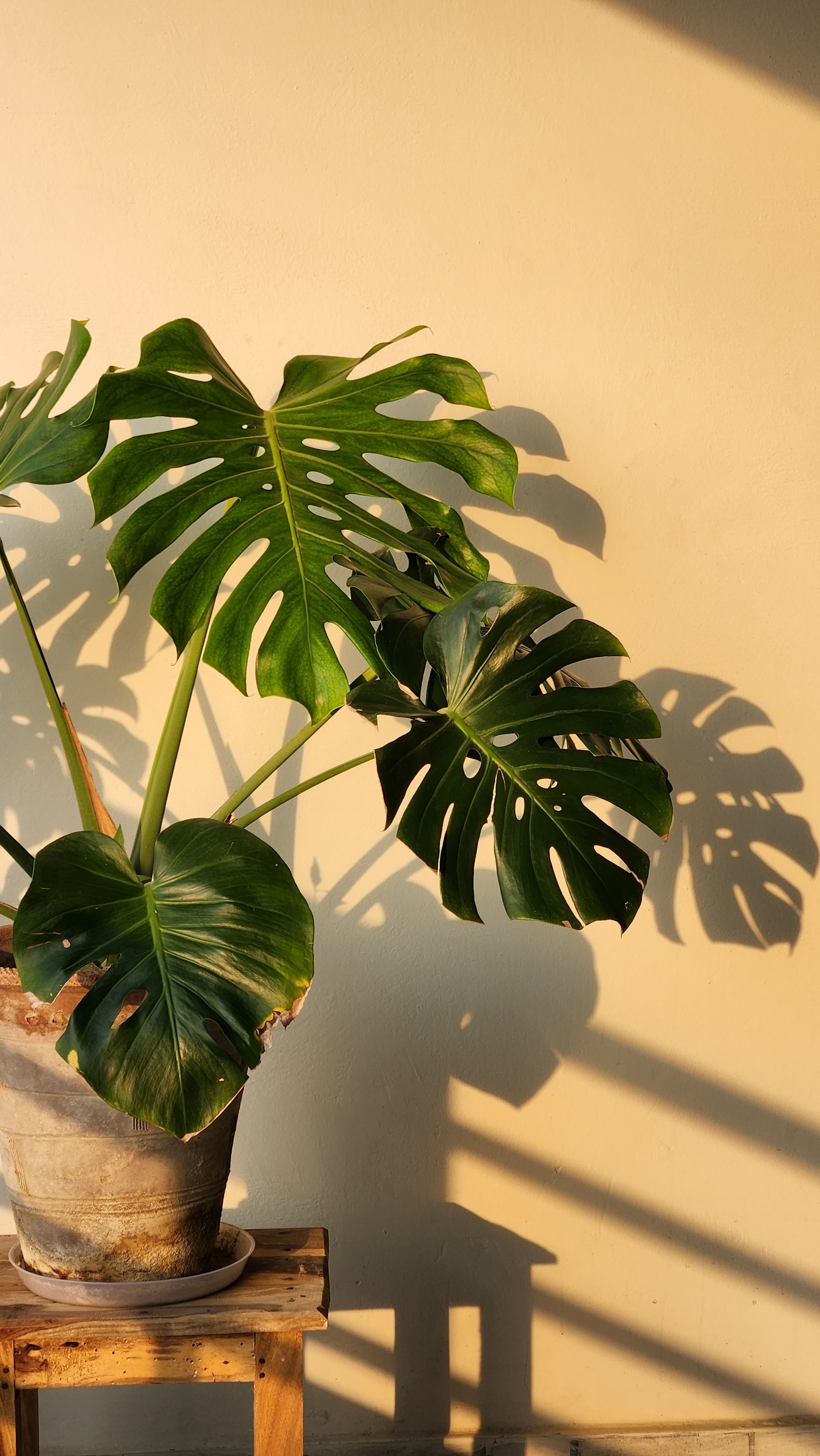 4000+ najlepszych zdj z kategorii: Monstera Deliciosa  Do pobrania  cakowicie za darmo  Pexels  zdjcia z galerii