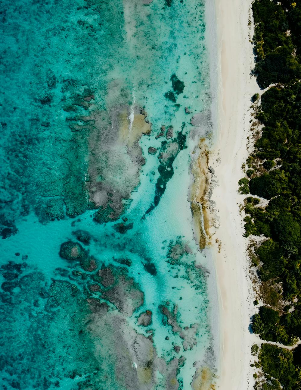 Tropical Coral Cupcakes