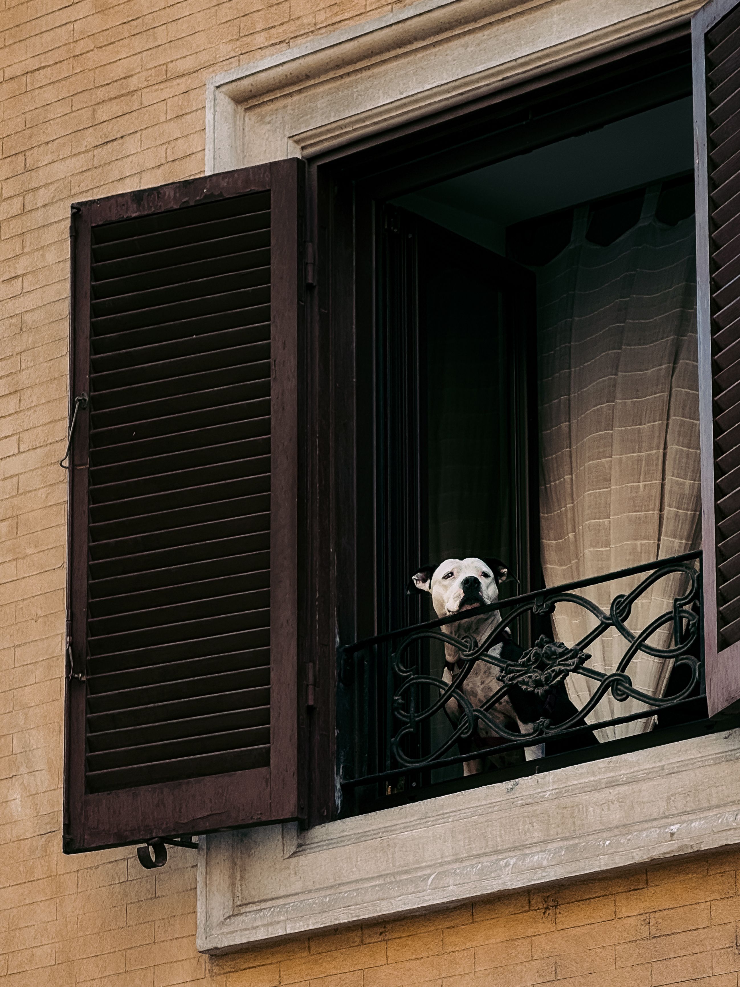 Curious Dog Peering from Open Roman Window · Free Stock Photo