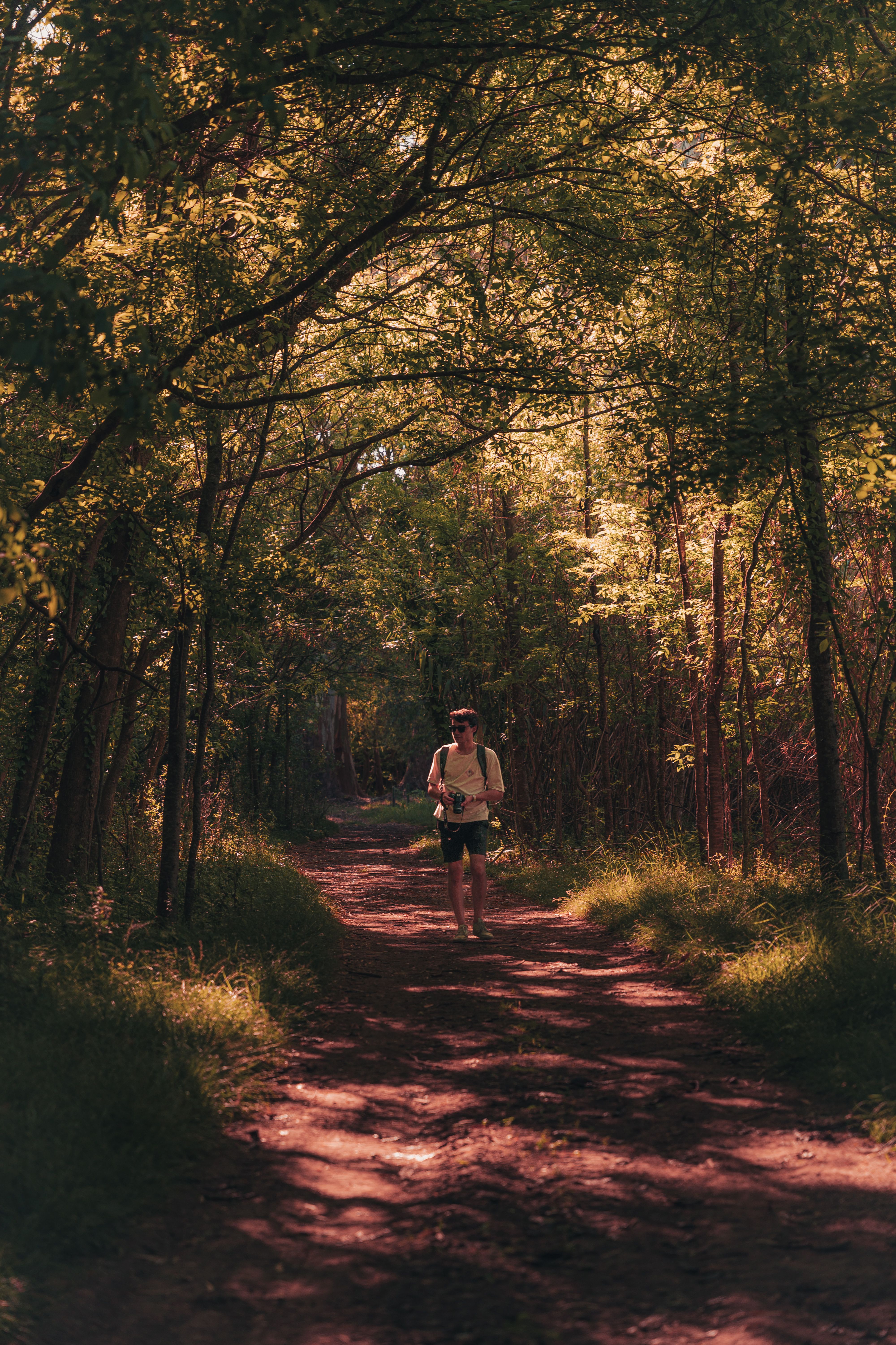 Hiker on Sunlit Forest Pathway · Free Stock Photo