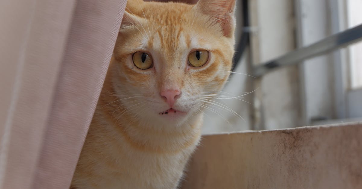 Curtains Twitching Behind Window