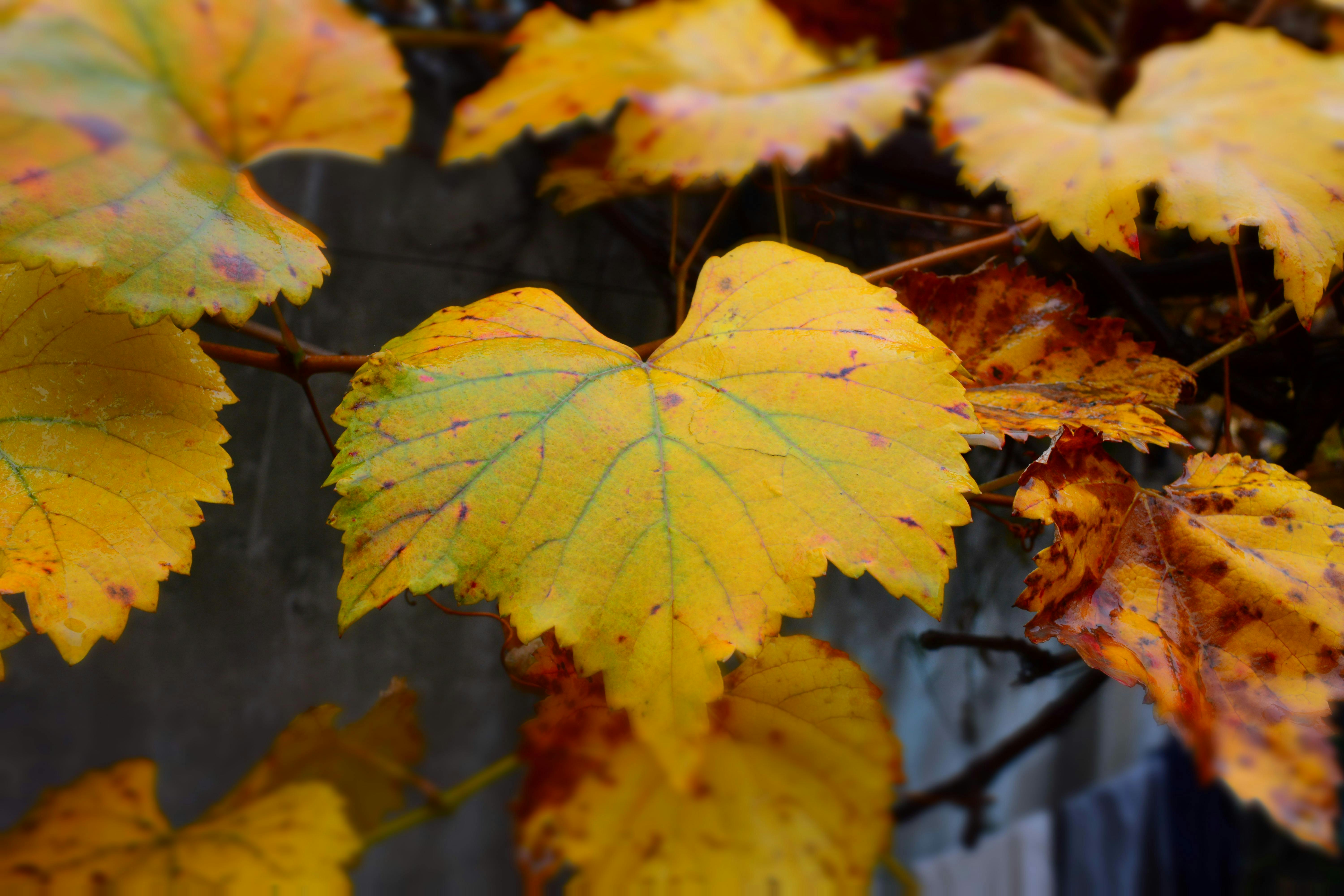 Autumn Vineyard Colour — Moselle Valley