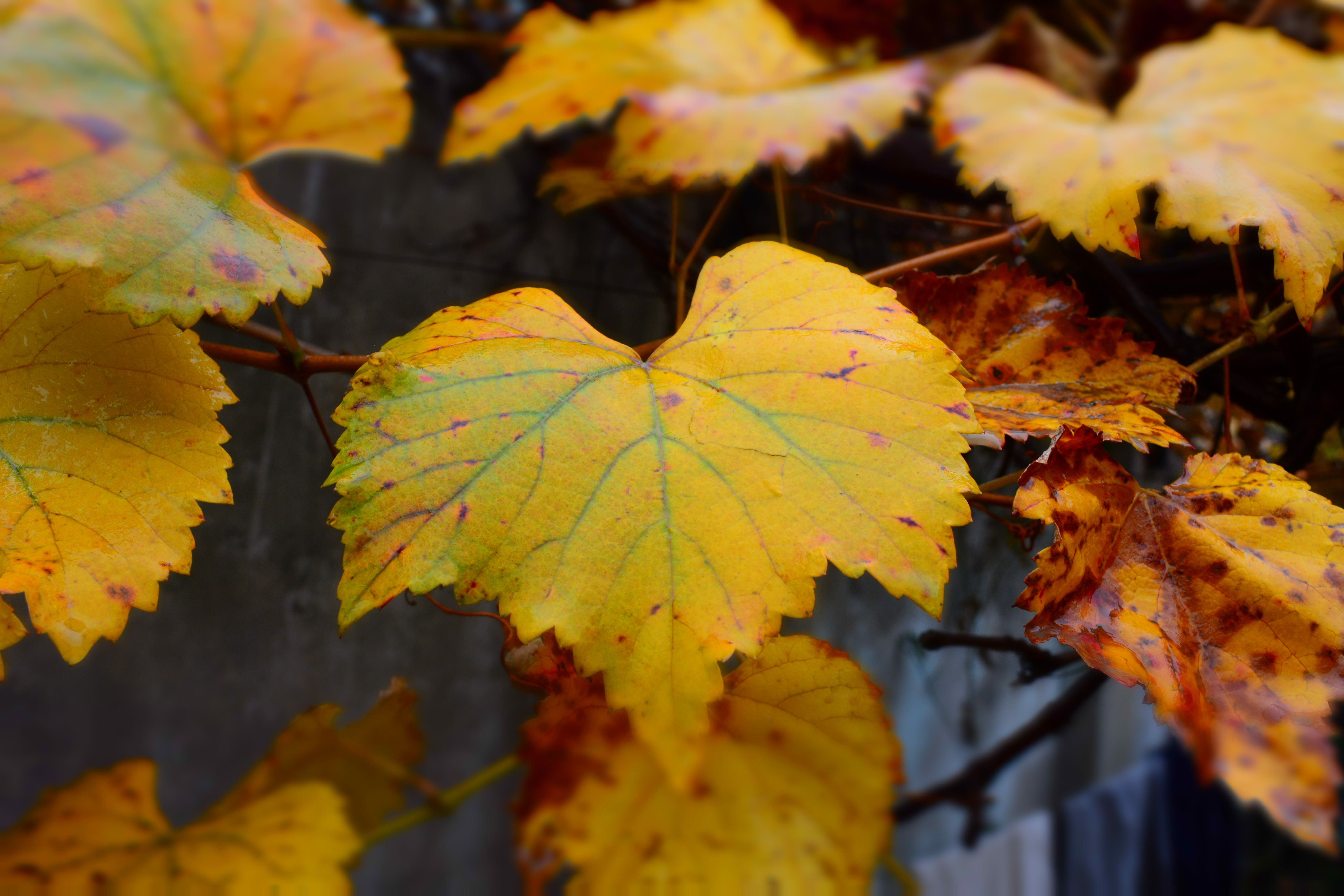 Vibrant Autumn Grapevine Leaves Close-Up · Free Stock Photo