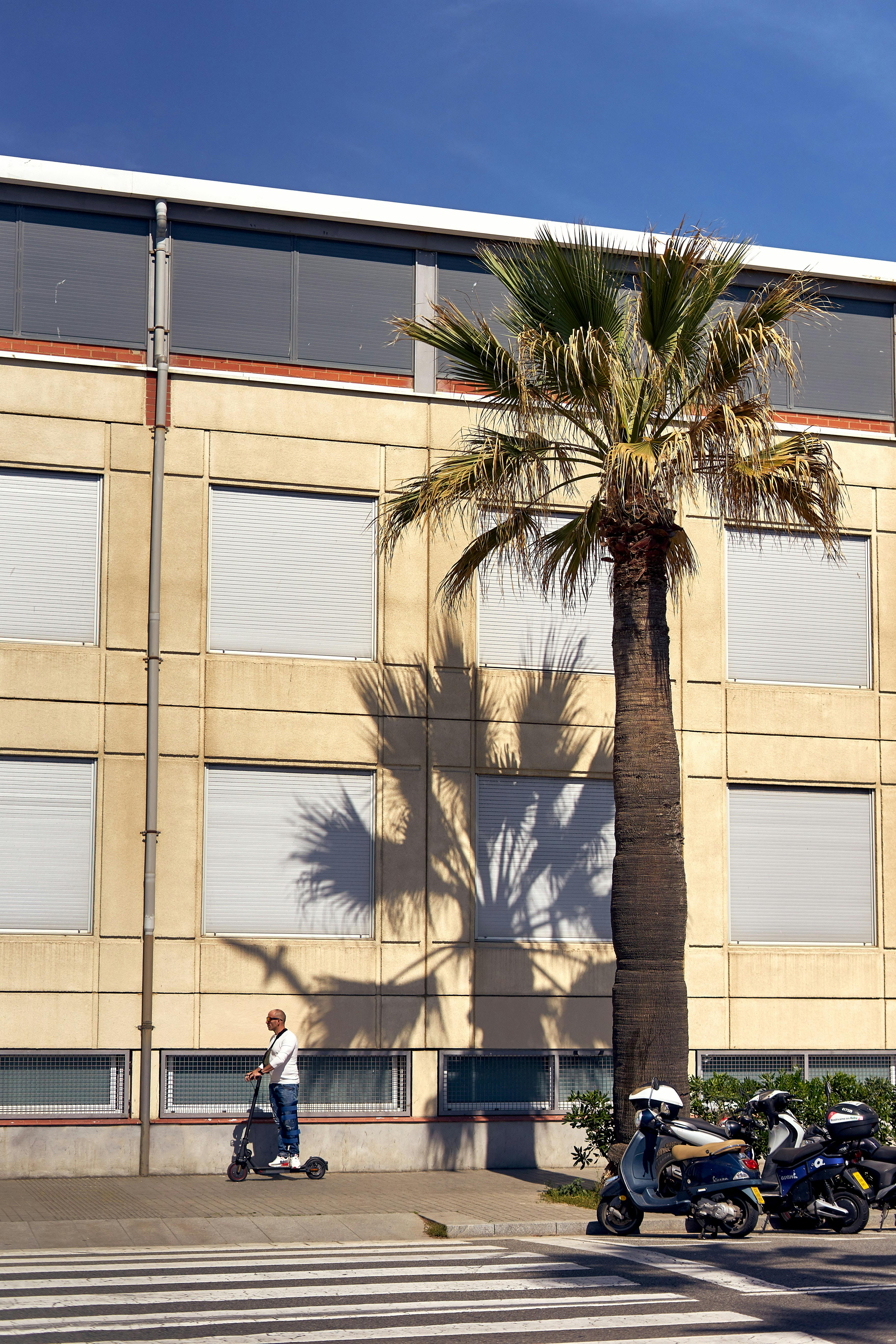 Sunny Barcelona street scene with a palm tree, scooters, and a modern building facade.