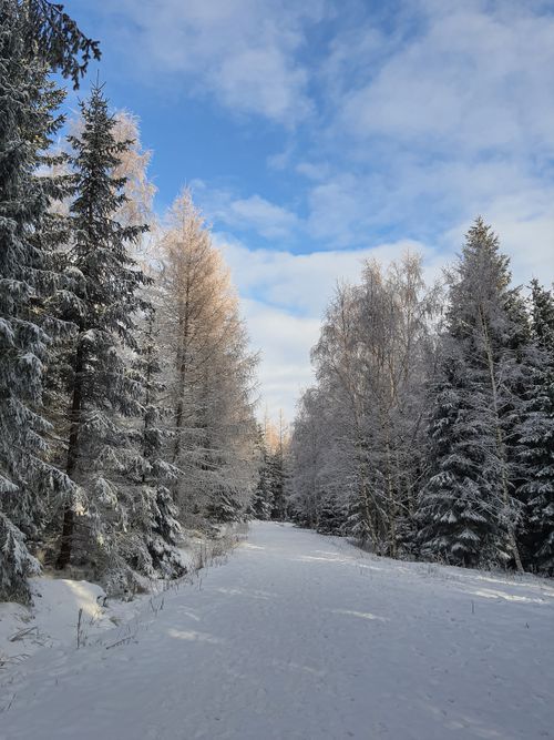 Free A serene snowy forest path surrounded by frosty trees in Karpacz, Poland. Stock Photo