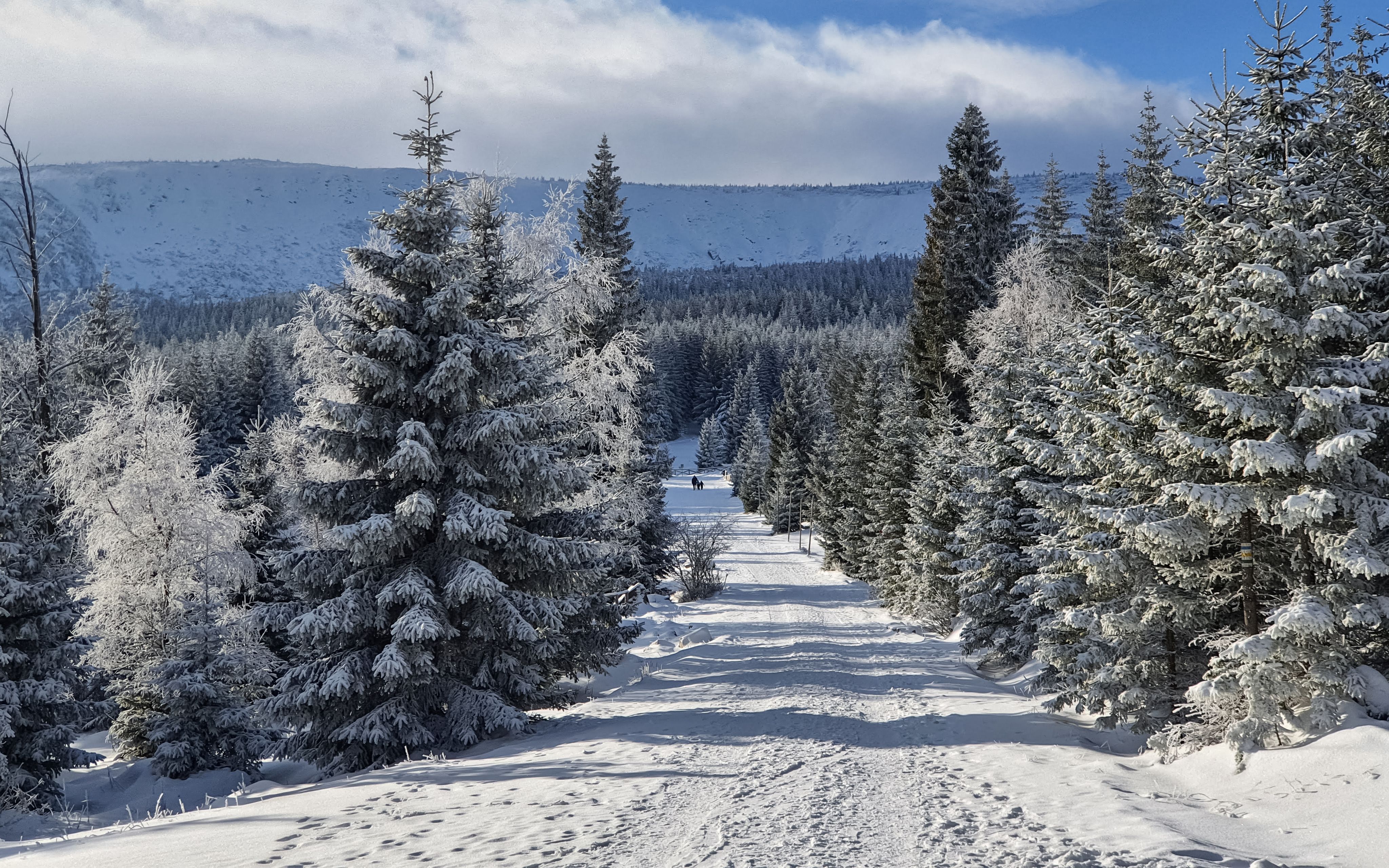 Snowy Pine Forest Landscape in Karpacz · Free Stock Photo