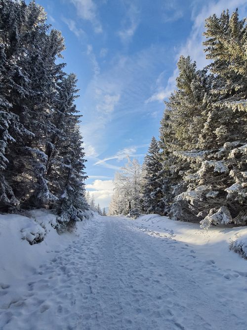 Free A serene snow-covered pathway lined with frosted trees under a blue sky in Karpacz, Poland. Stock Photo