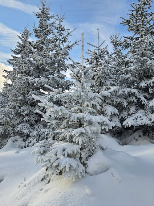 Free Beautiful snow-covered pine trees in a serene winter landscape in Karpacz, Poland. Stock Photo