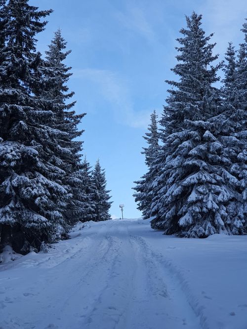 Free A tranquil winter scene with snow-laden trees along a path in Karpacz, Poland. Stock Photo