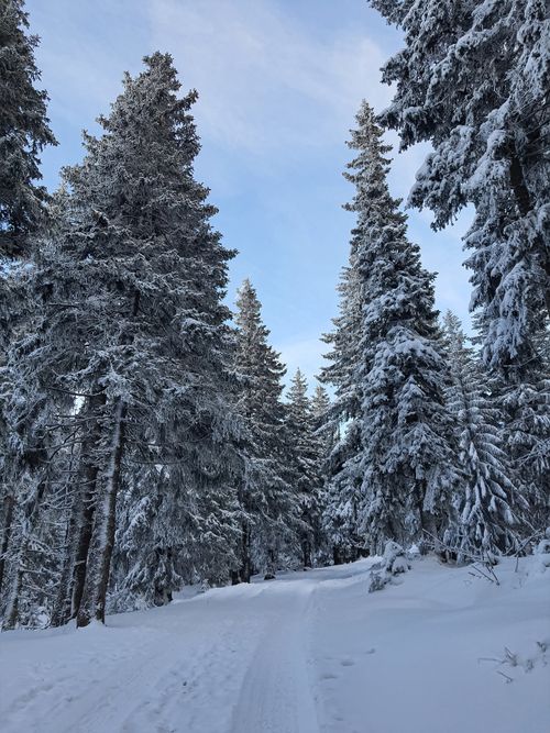 Free Serene winter landscape of a snow-draped forest in Karpacz, Poland. Stock Photo