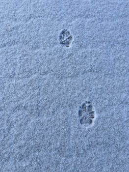 Two dog paw prints in fresh snow, capturing a cute winter moment.