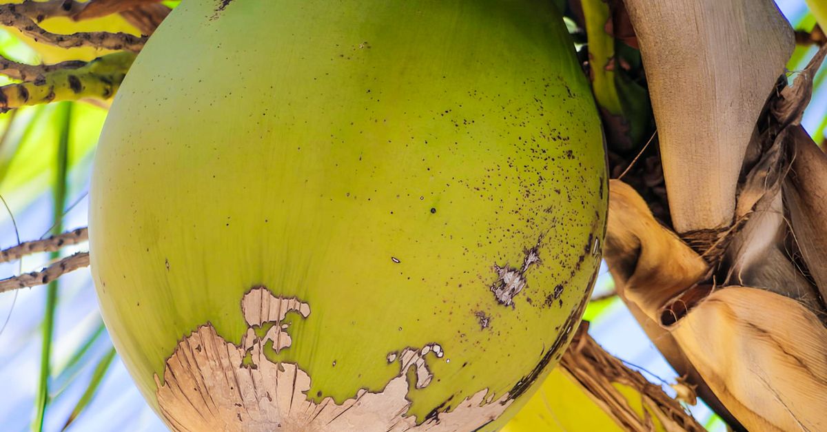 Buco Tree Close-up of Coconut on Tree in Brazil · Free Stock Photo