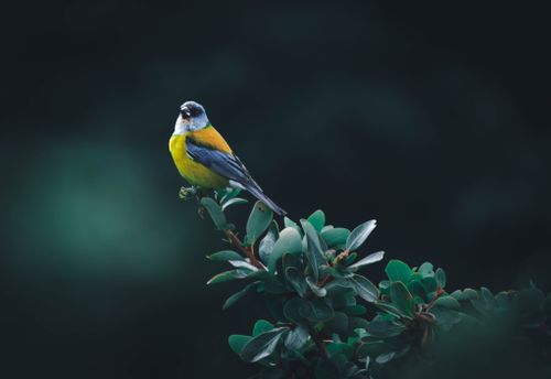 Free A colorful bird with yellow and black plumage resting on lush green branches set against a dark background. Stock Photo