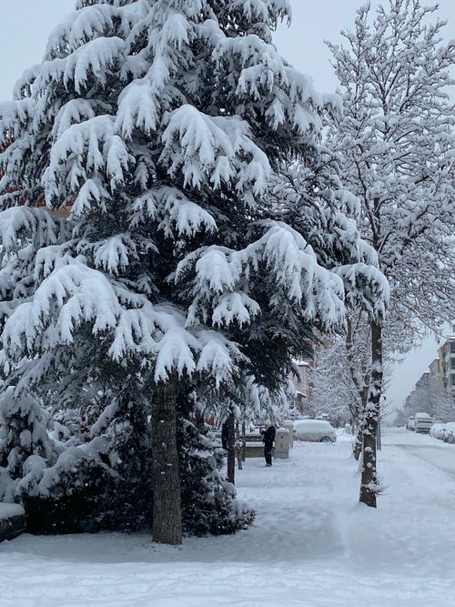 Free A tranquil urban street scene with snow-laden trees and distant buildings in winter. Stock Photo