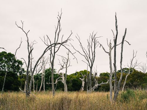Free A serene woodland scene featuring barren trees amidst tall grass, evoking a sense of stillness. Stock Photo