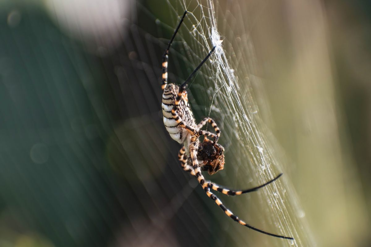 Senpai Spider Photos, Download The BEST Free Senpai Spider Stock Photos ...