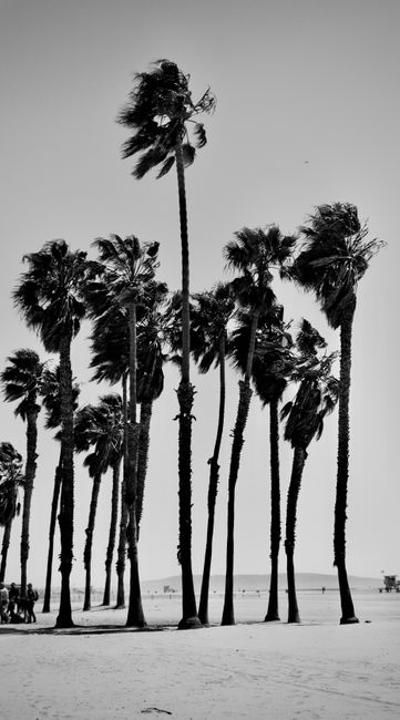Elegant black and white palm trees swaying at Santa Monica Beach, capturing a timeless coastal scene.