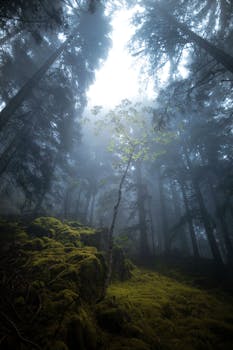 Ethereal view of misty forest with lush green moss in Çamlıhemşin, Türkiye.