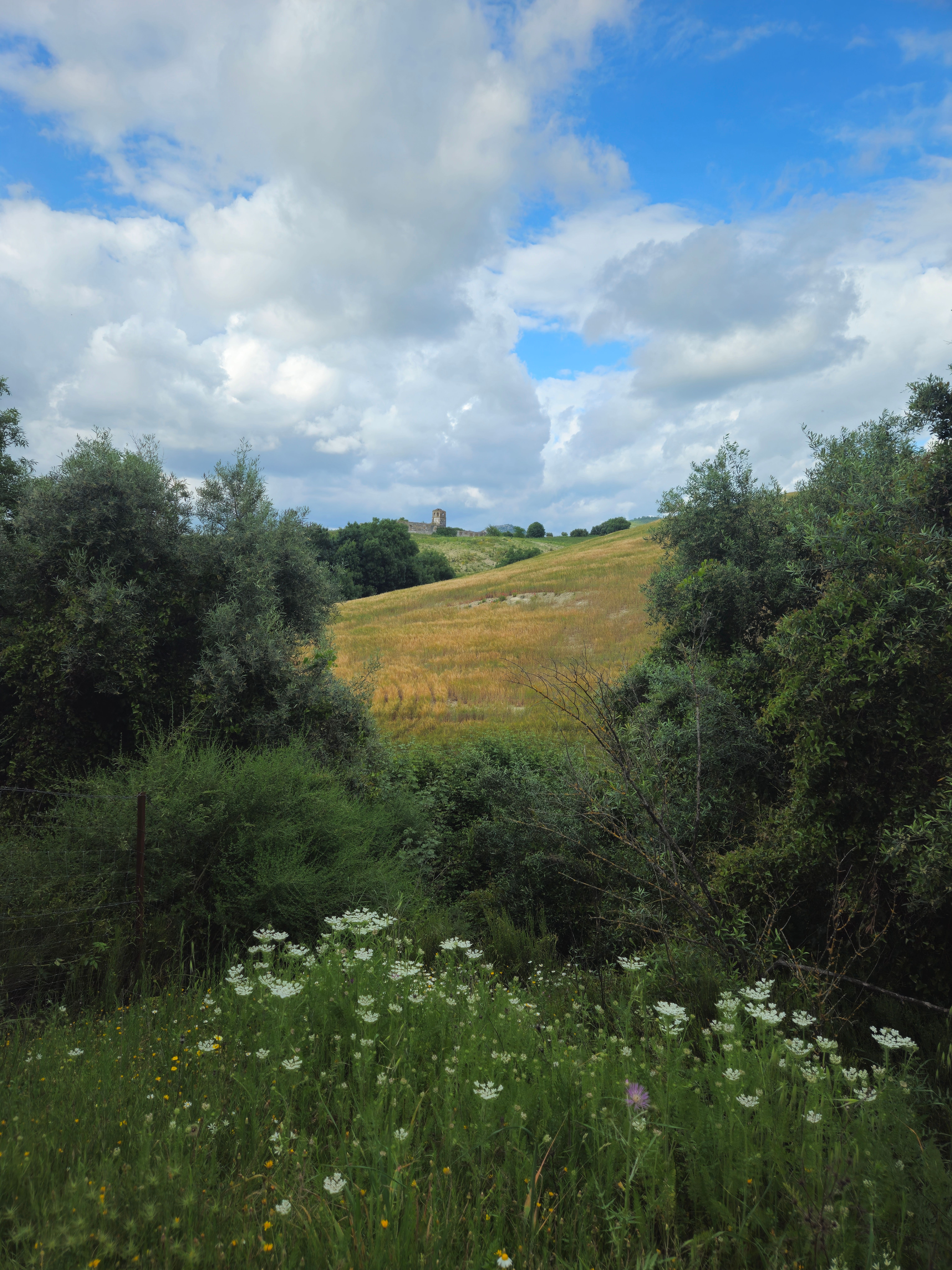 Idyllic Rural Landscape with Rolling Hills and Wildflowers · Free Stock ...