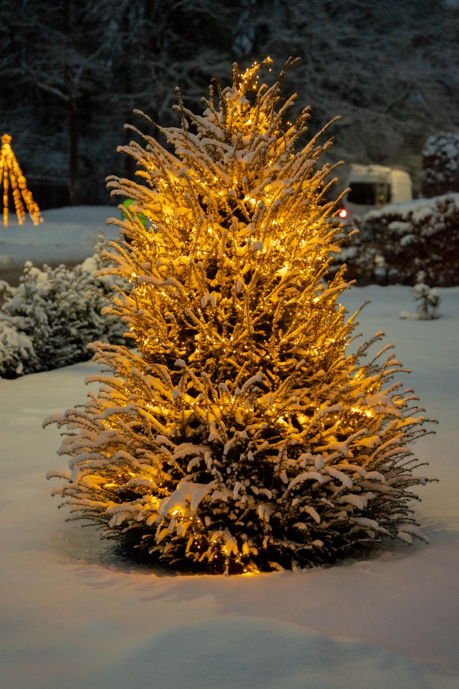 Outdoor holiday lighting inspiration with a snow-covered evergreen illuminated by warm lights