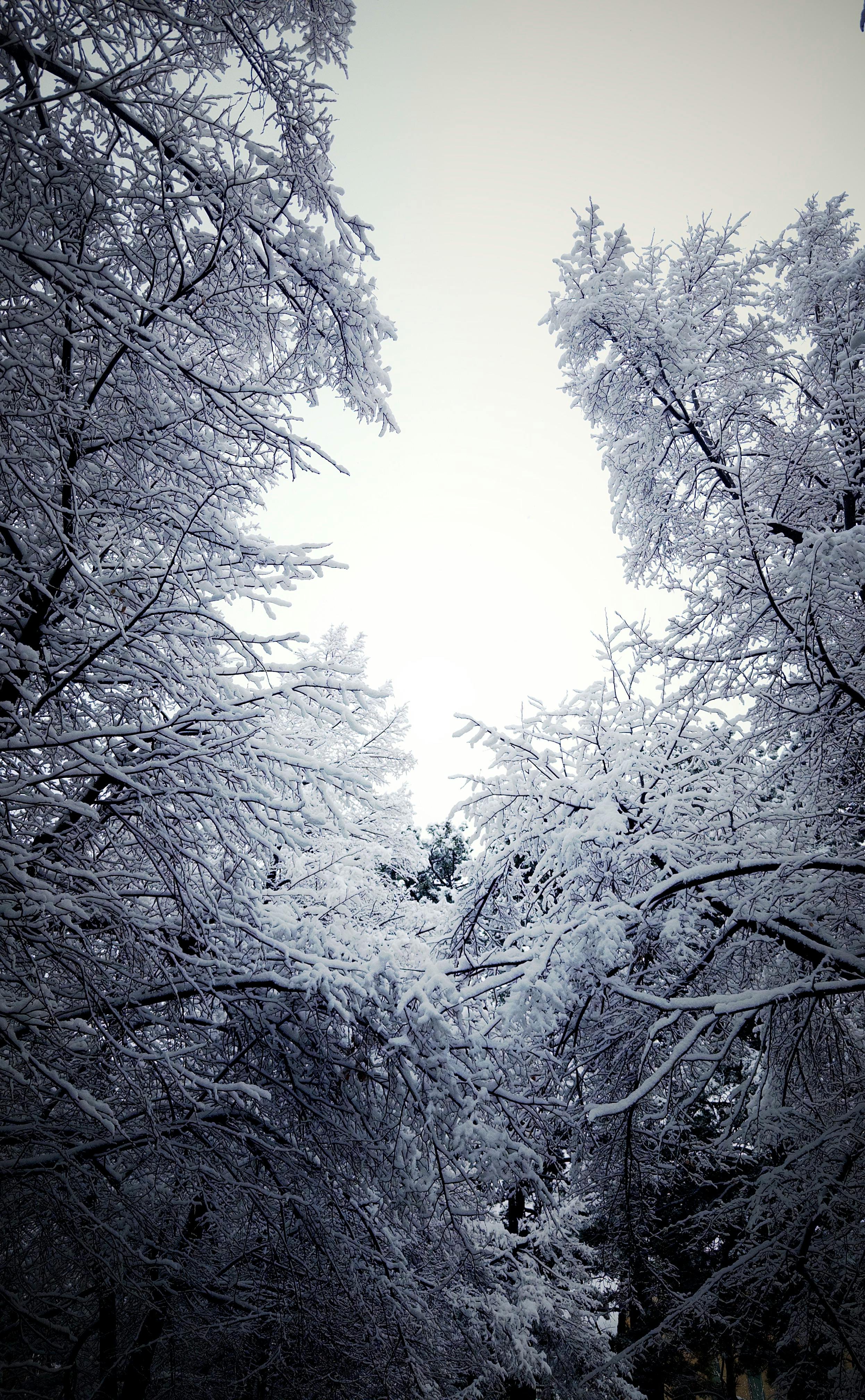 Snowy Trees Wallpaper 4K, Winter, Cloudy Sky, Dusk, Scenic, image size:2492x4032