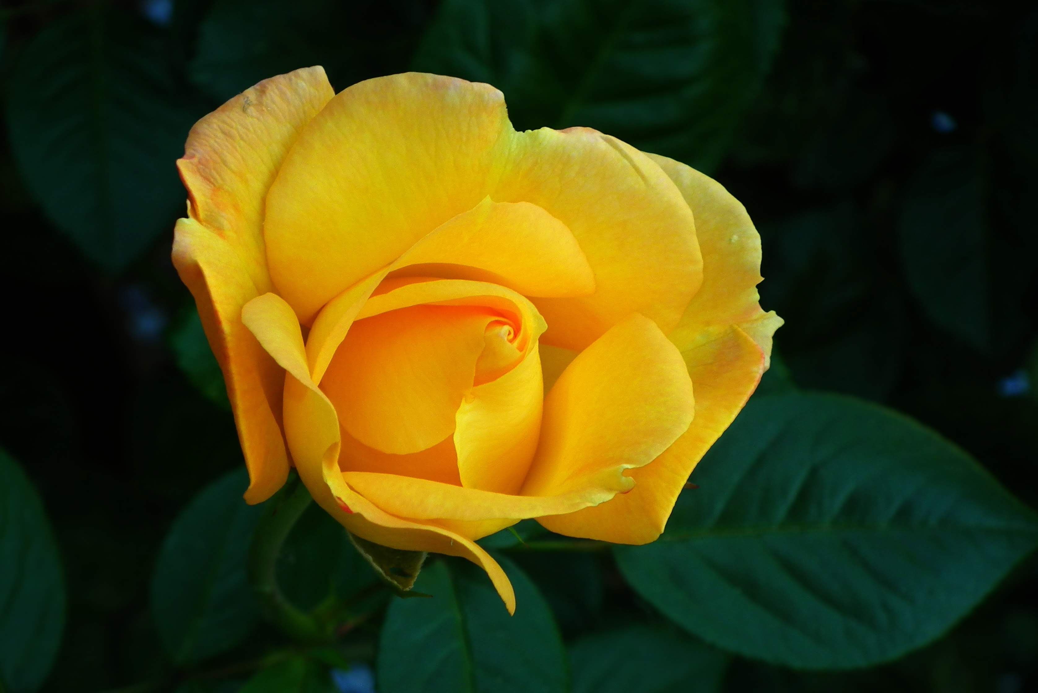 Close-up of a Yellow Rose in Bloom · Free Stock Photo