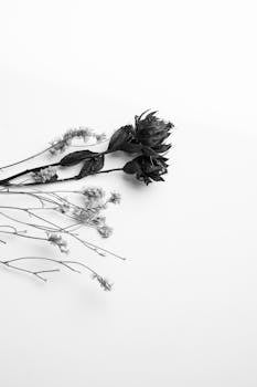Black and white photo of dried flowers on a plain background, creating a minimalist and artistic effect.