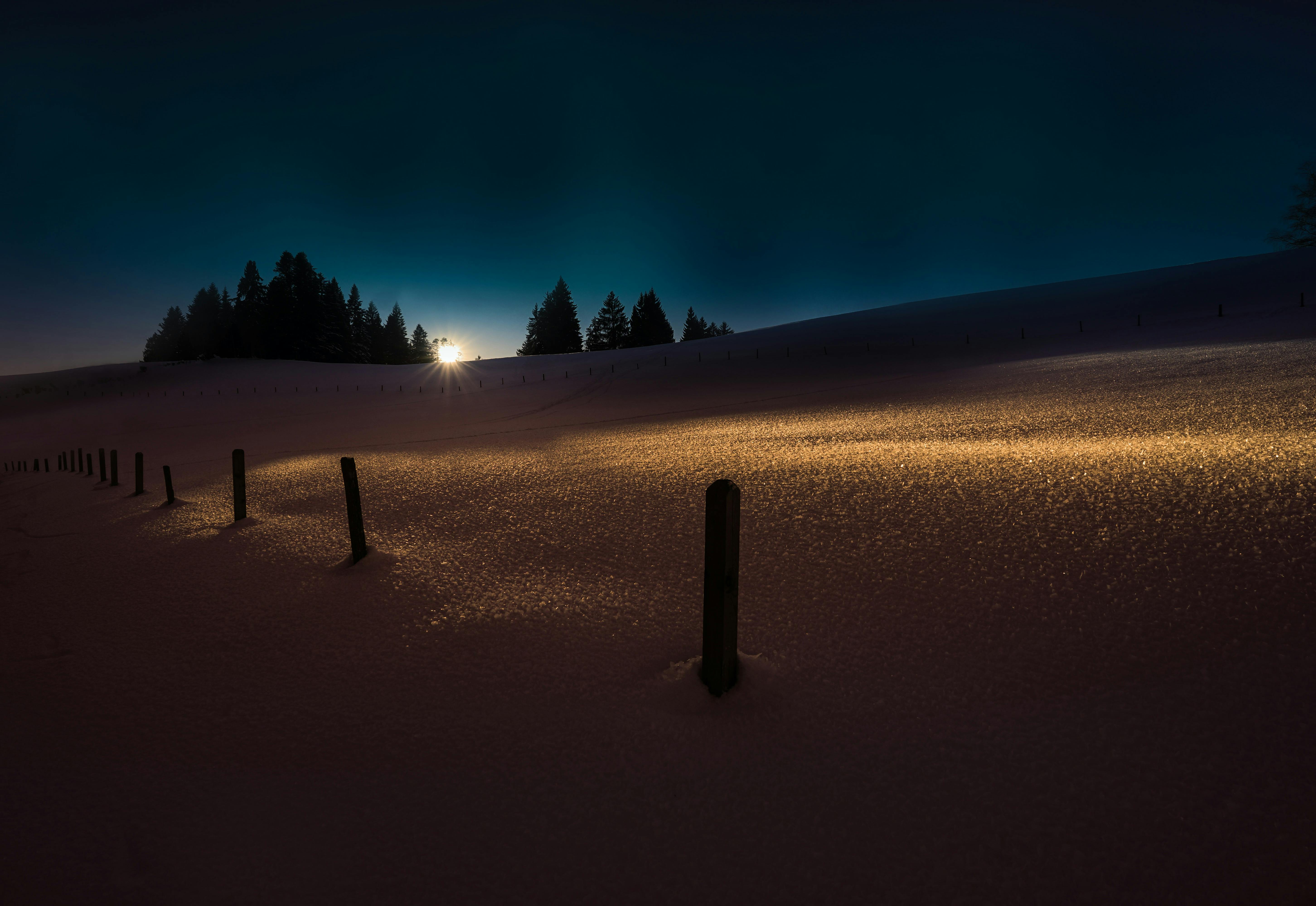 wooden post and trees